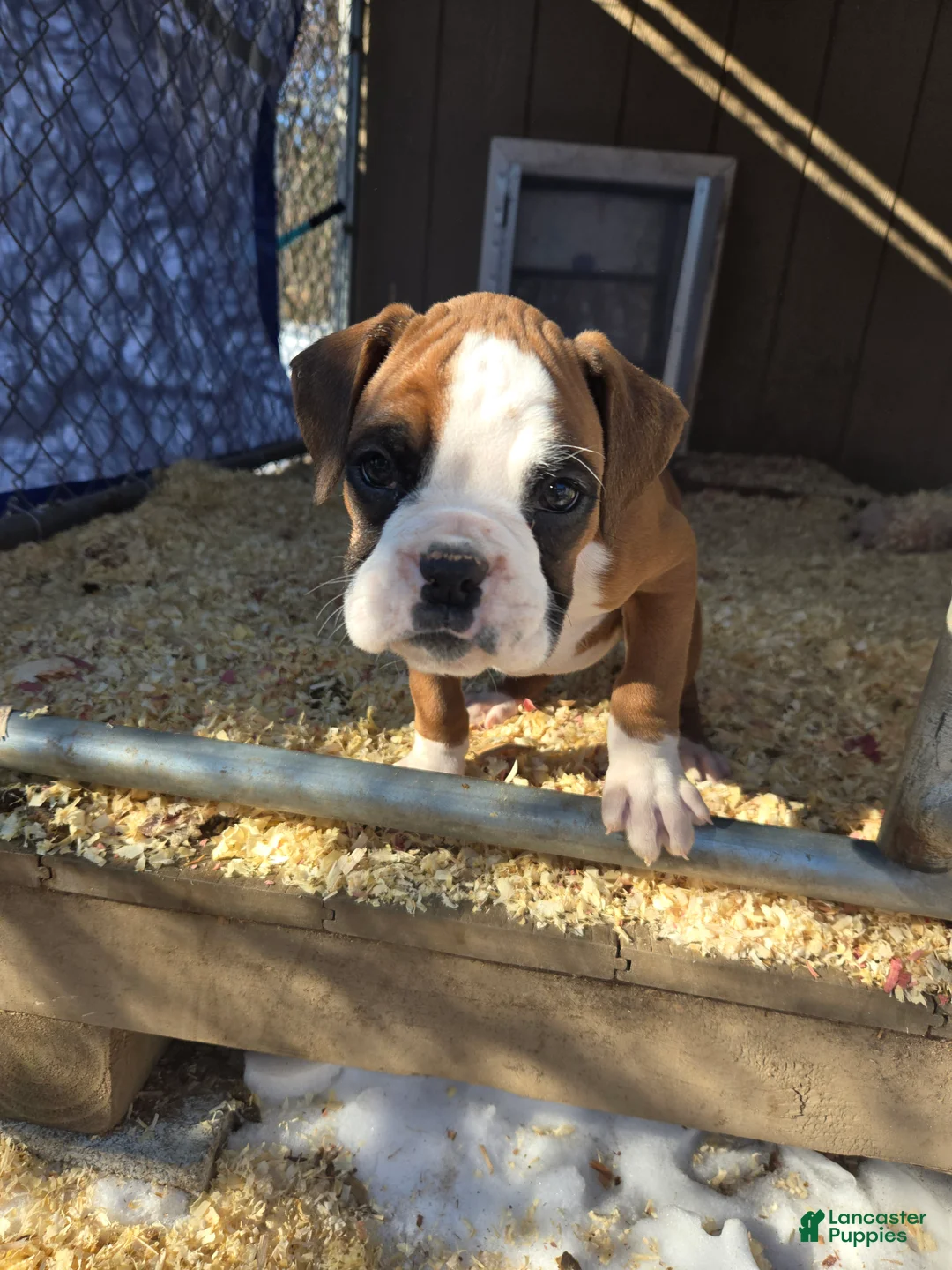 Boxer dogs for sale: Buddy - Ad 12