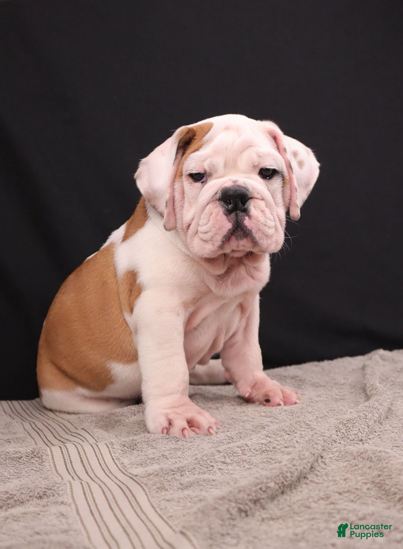 English Bulldog dogs Charlie  - Ad 1