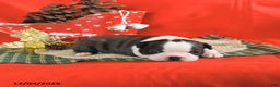Boston Terrier dogs for sale: Comet - Ad 1