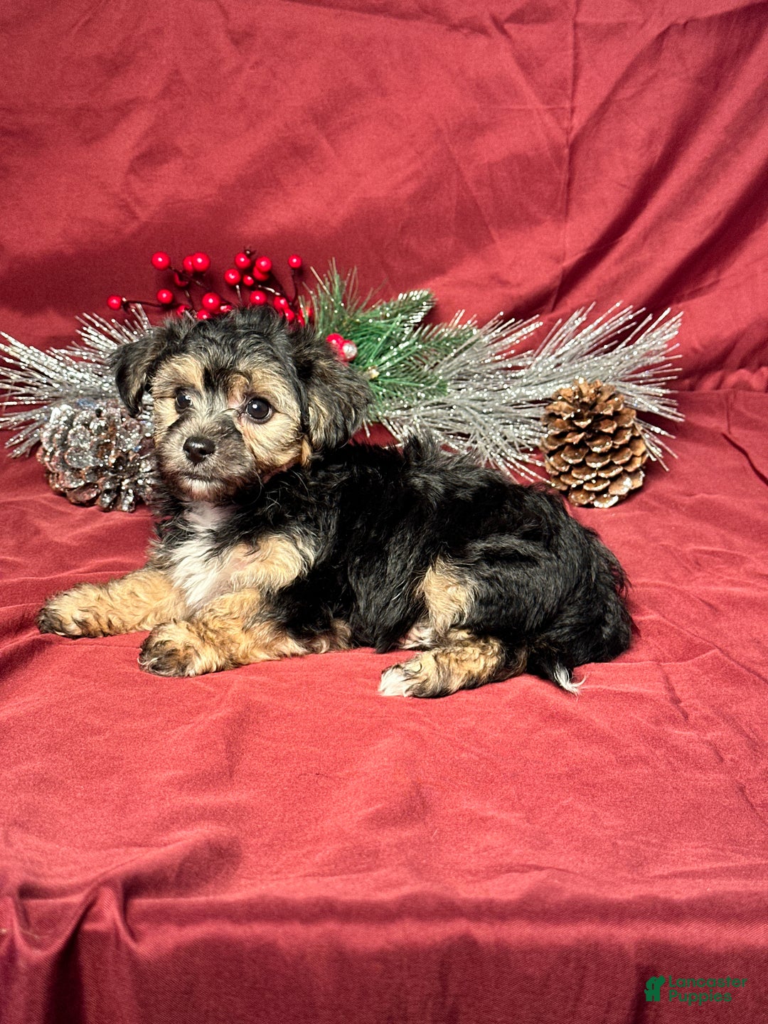 Yochon dogs for sale: Cooper - Ad 5