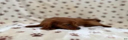 Cavapoo dogs for sale: Dax - Ad 4