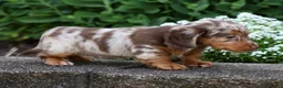 Miniature Dachshund dogs for sale: Bennett - Ad 9