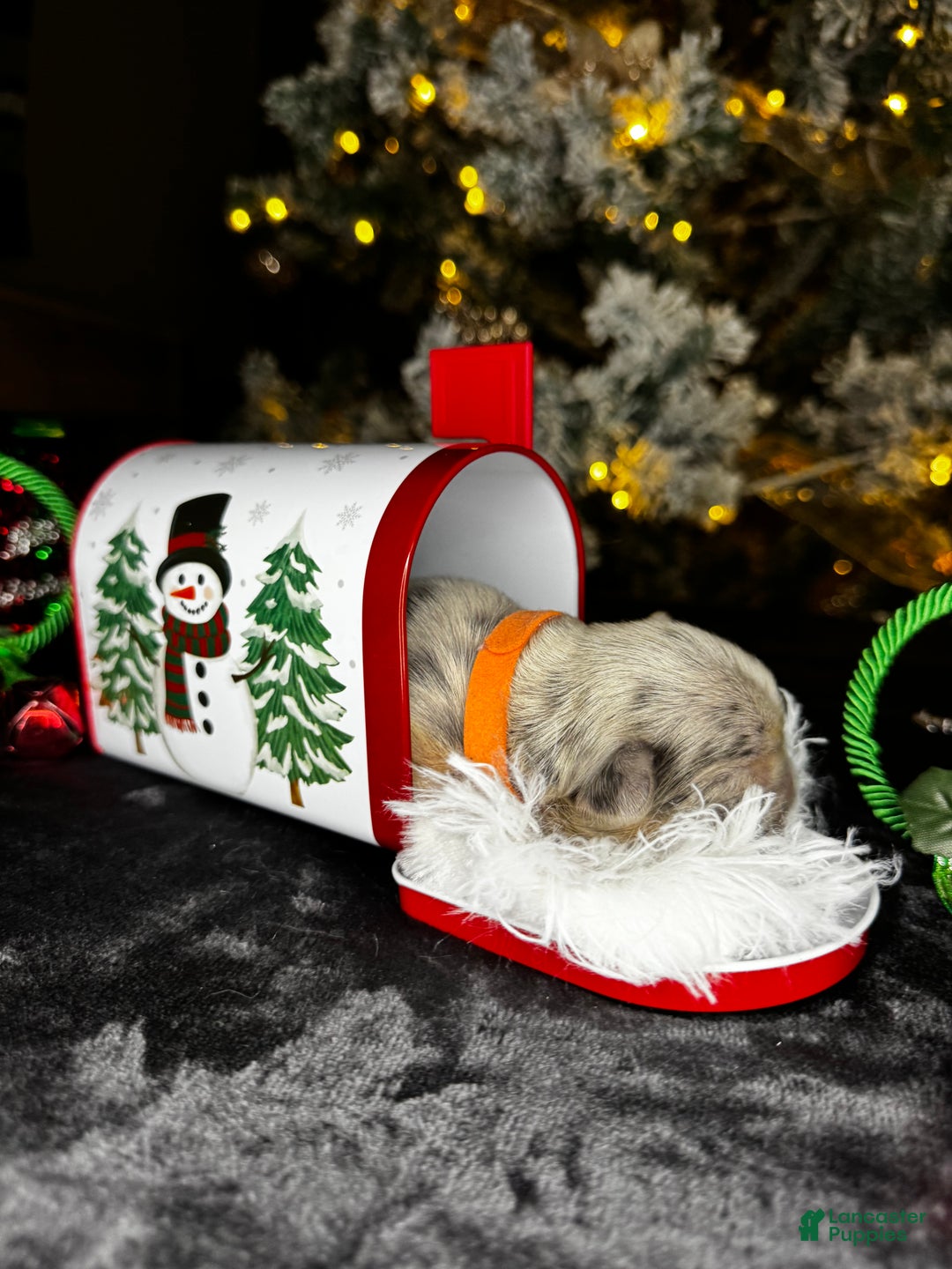 French Bulldog dogs for sale: CUPID - Ad 4