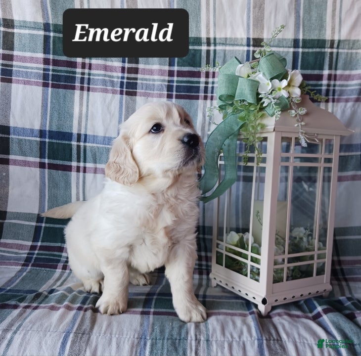 Golden Retriever dogs Emerald - Ad 1