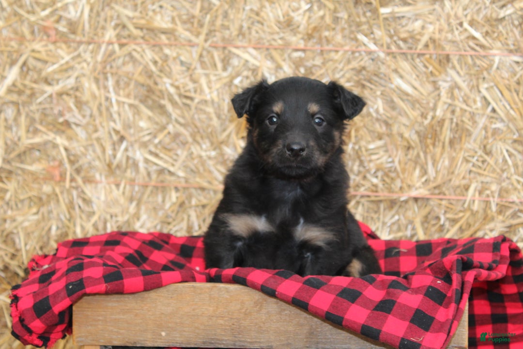 English Shepherd dogs for sale: Tony - Ad 3