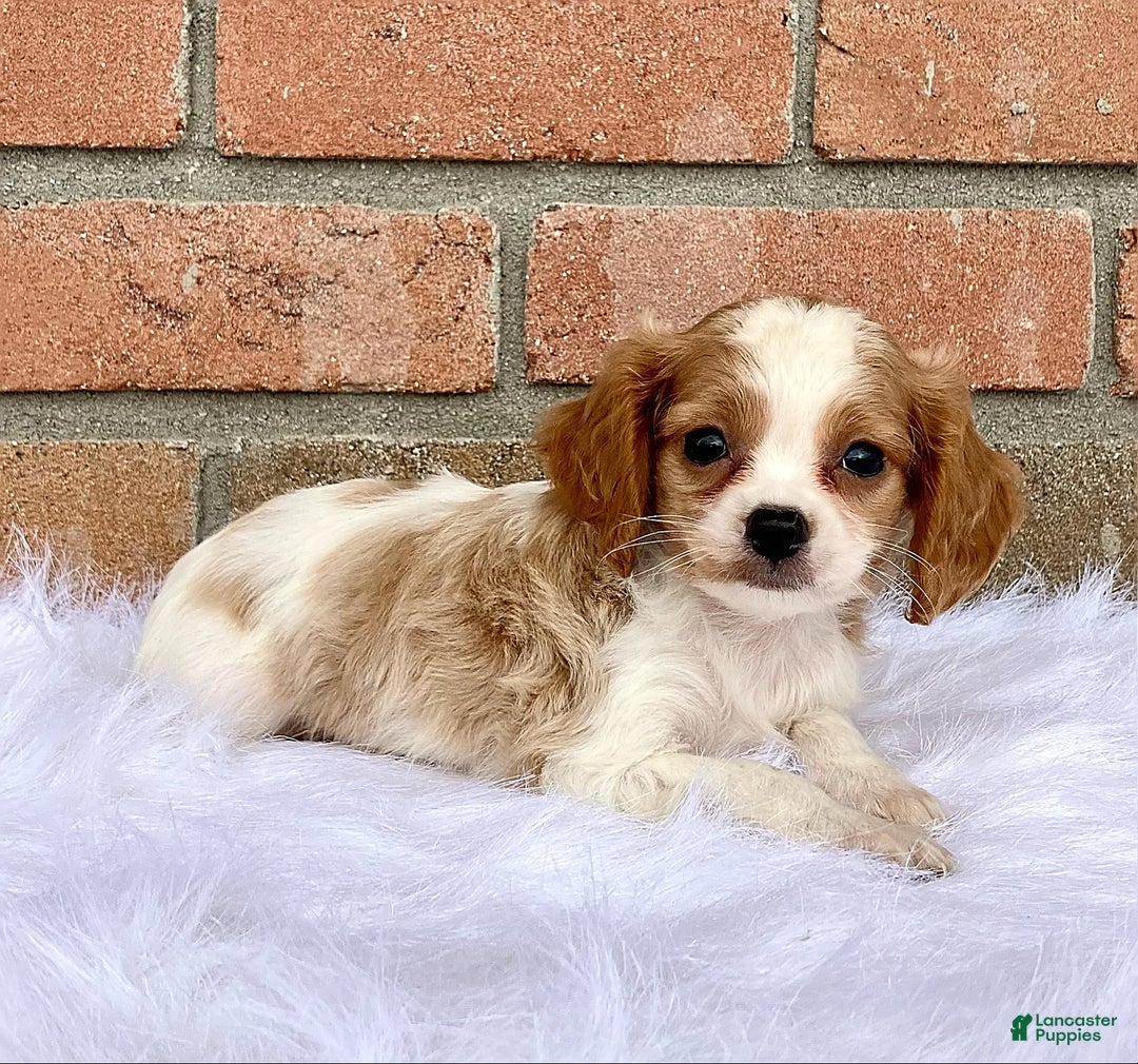 Gallery Image {{count}}