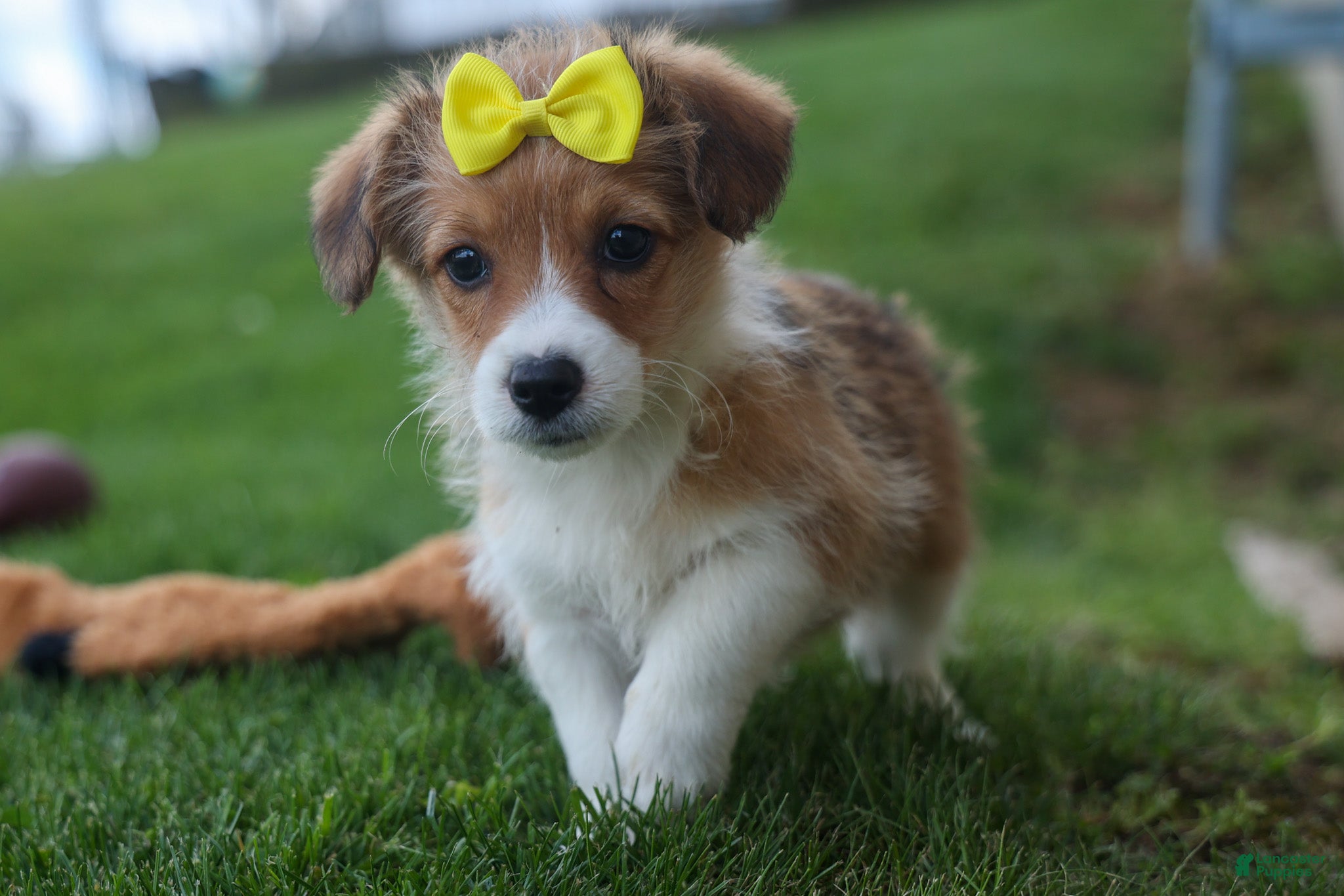 Corgipoo dogs NOEL - Ad 1