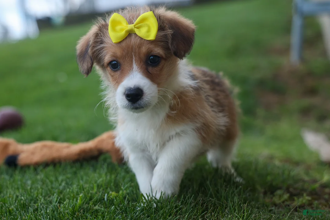 Corgipoo dogs for sale: NOEL - Ad 1