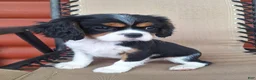 Cavalier King Charles Spaniel dogs for sale: Max - Ad 3