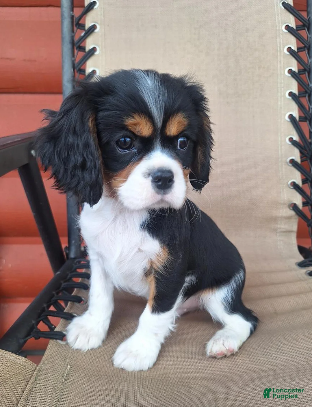 Cavalier King Charles Spaniel dogs for sale: Max - Ad 3