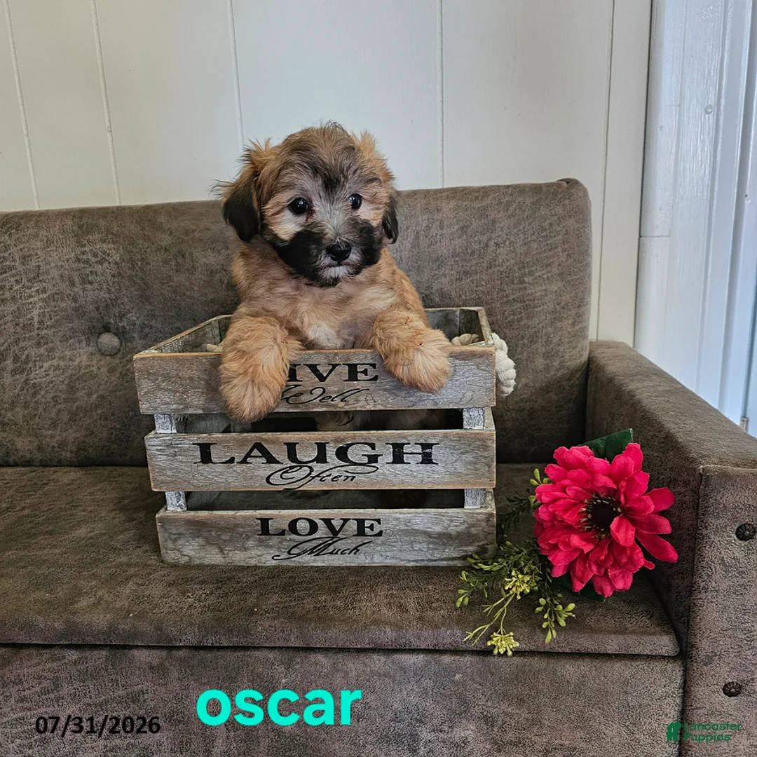 Maltipoo dogs for sale: Oscar - Ad 1