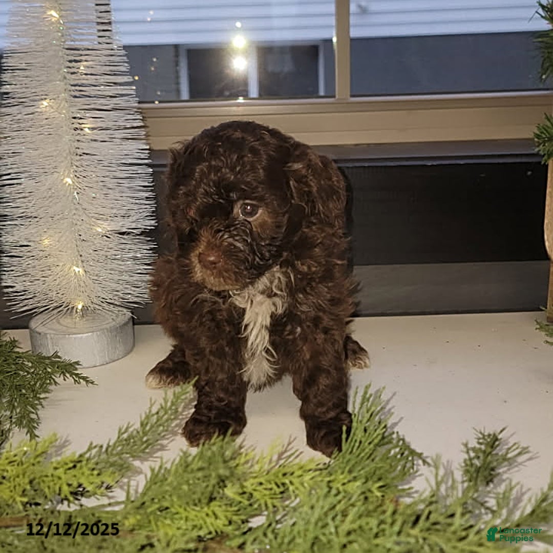 Mixed Breed dogs for sale: Chase - Ad 3