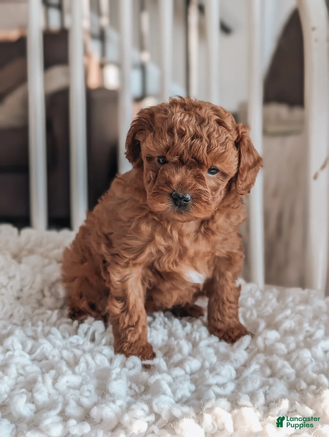 Maltipoo dogs for sale: Jewel - Ad 2