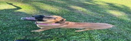 South African Boerboels dogs for sale: Boerboel female - Ad 4