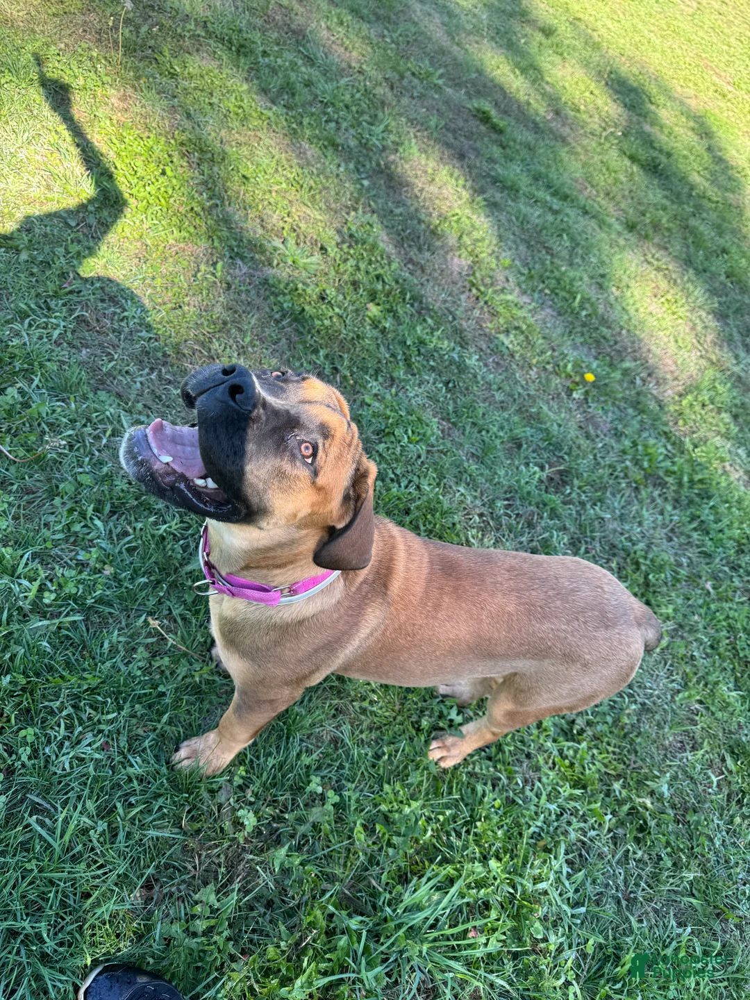South African Boerboels dogs for sale: Boerboel female - Ad 4