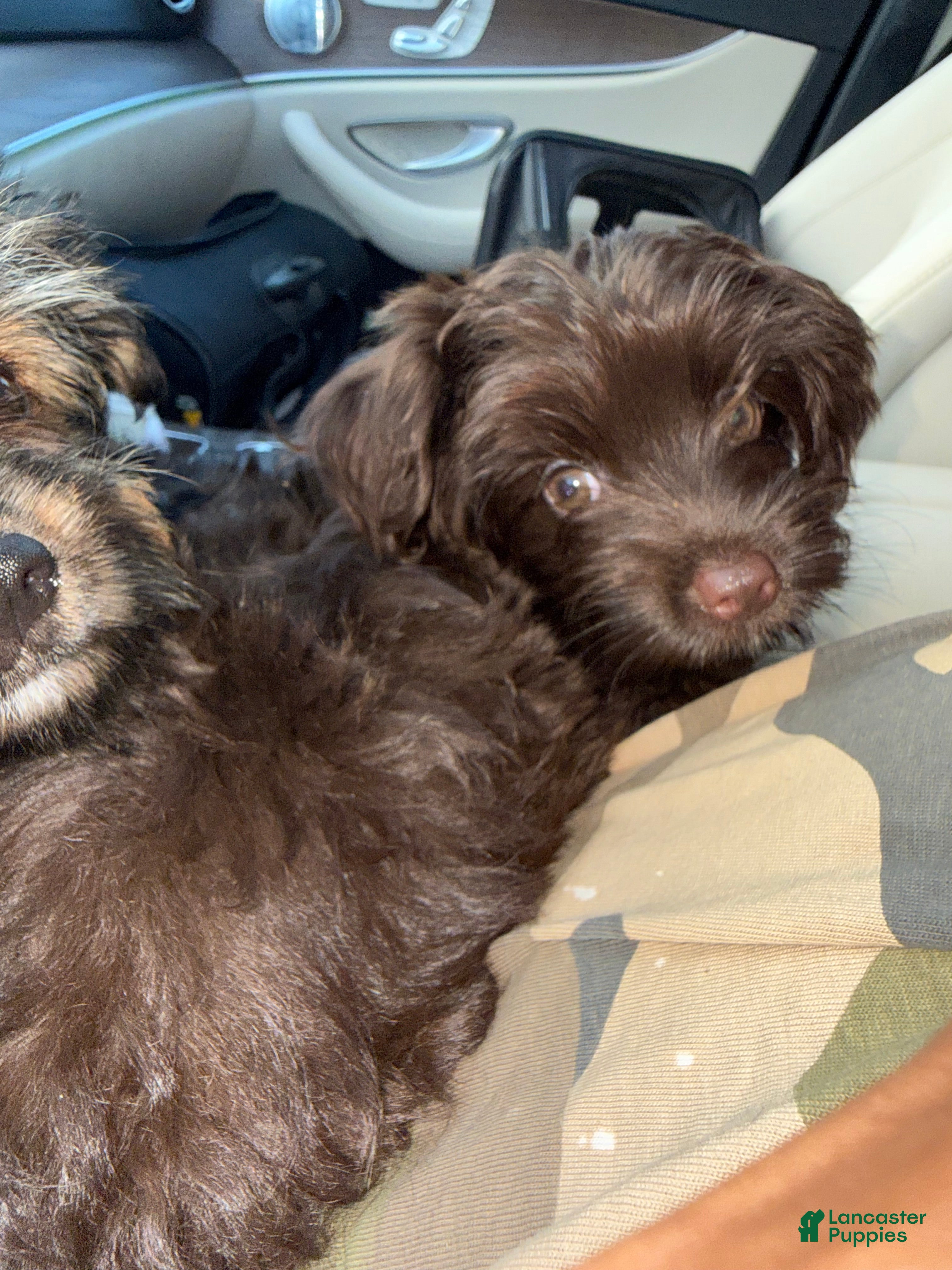 Yorkshire Terrier dogs Zorro - Ad 1