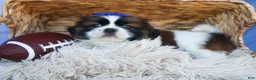 Shih Tzu dogs for sale: REX - Ad 3