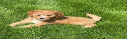 Mini Goldendoodle dogs for sale: Sandy Mini Goldendoodle Puppy  - Ad 5
