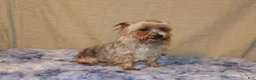Yorkshire Terrier dogs for sale: Yorkshire Terrier Puppy 4 - Ad 9