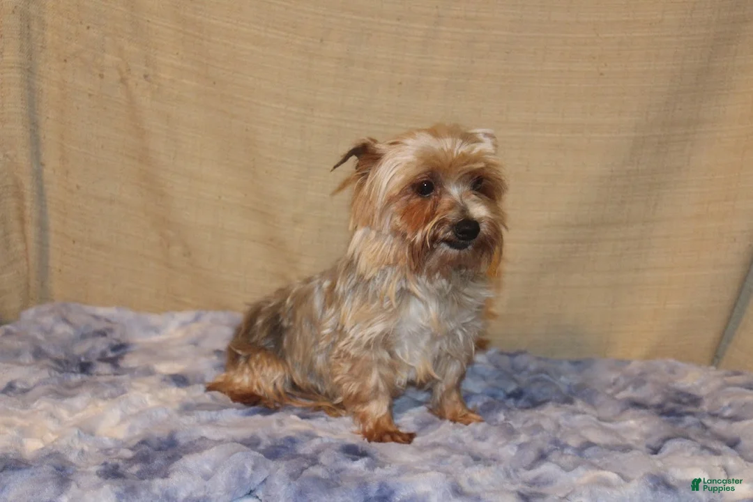 Yorkshire Terrier dogs for sale: Yorkshire Terrier Puppy 4 - Ad 9