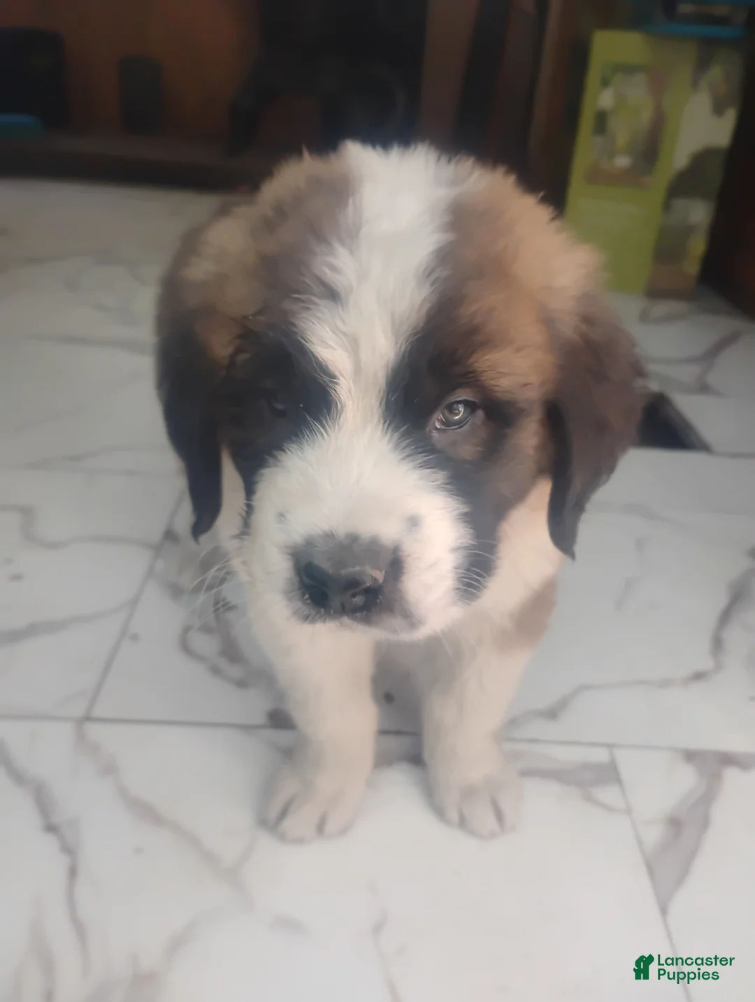 Saint Bernard dogs for sale: Saint Bernard Puppy 2 - Ad 2