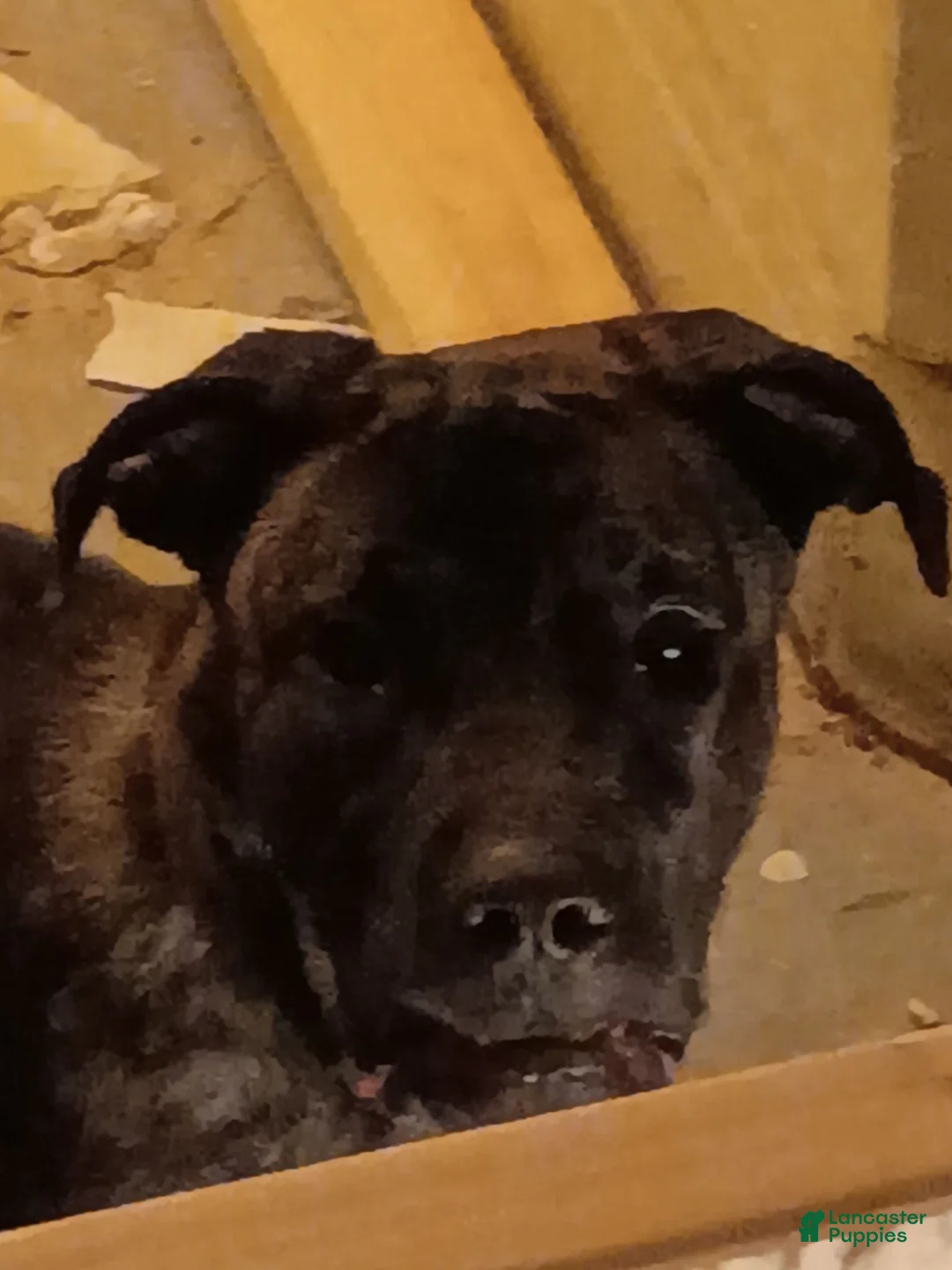 American Pit Bull Terrier dogs for stud: Coco  - Ad 2