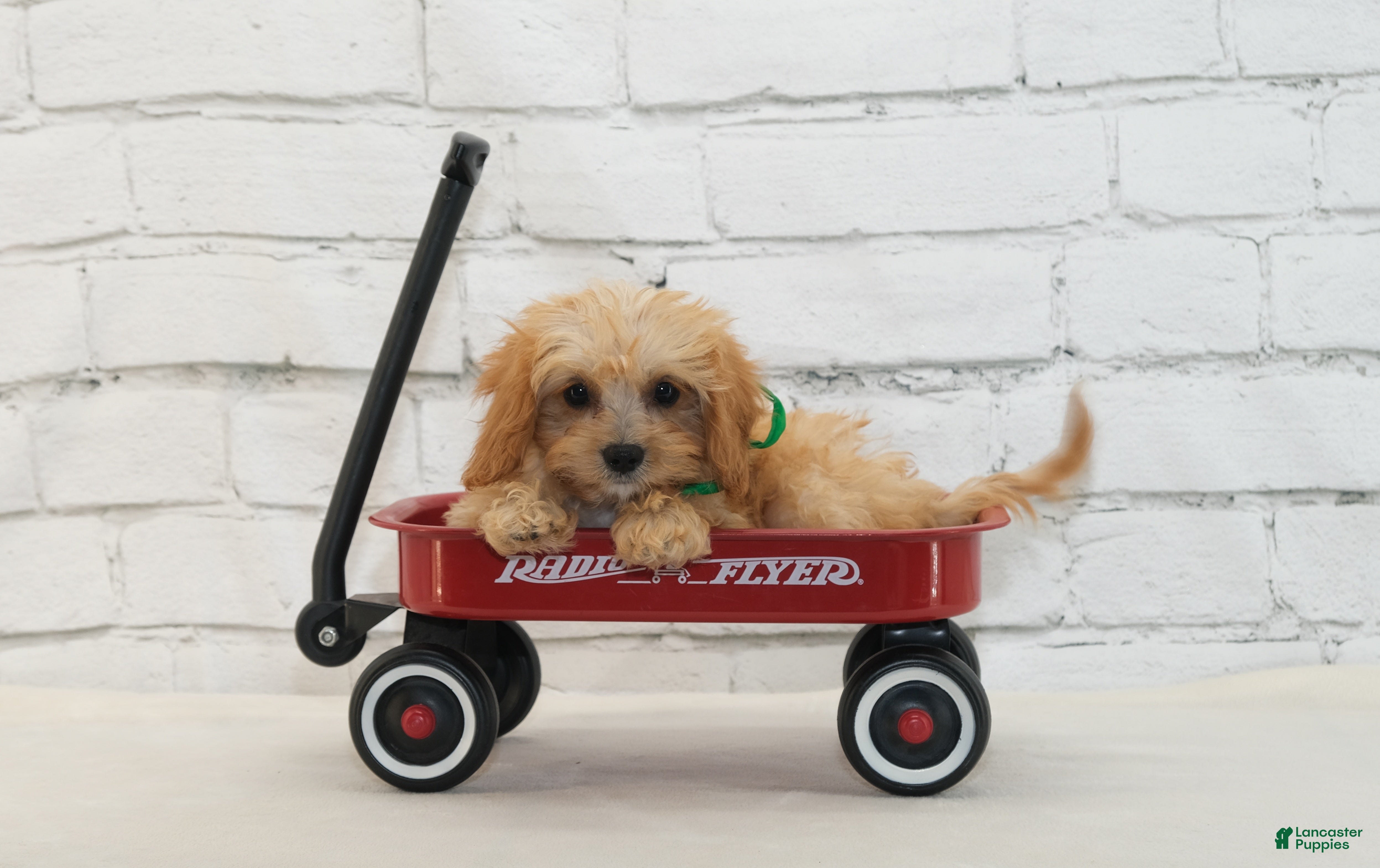 Cavapoo dogs Teddy - Ad 2