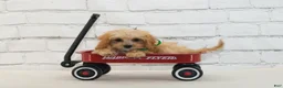 Cavapoo dogs for sale: Teddy - Ad 2