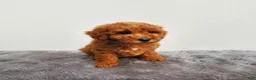 Mini Goldendoodle dogs for sale: Marly - Ad 3