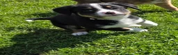 Mixed Breed dogs for sale: Mixed Breed Puppy 4 - Ad 3