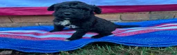 Portuguese Water Dog dogs for sale: Ollie - Ad 1