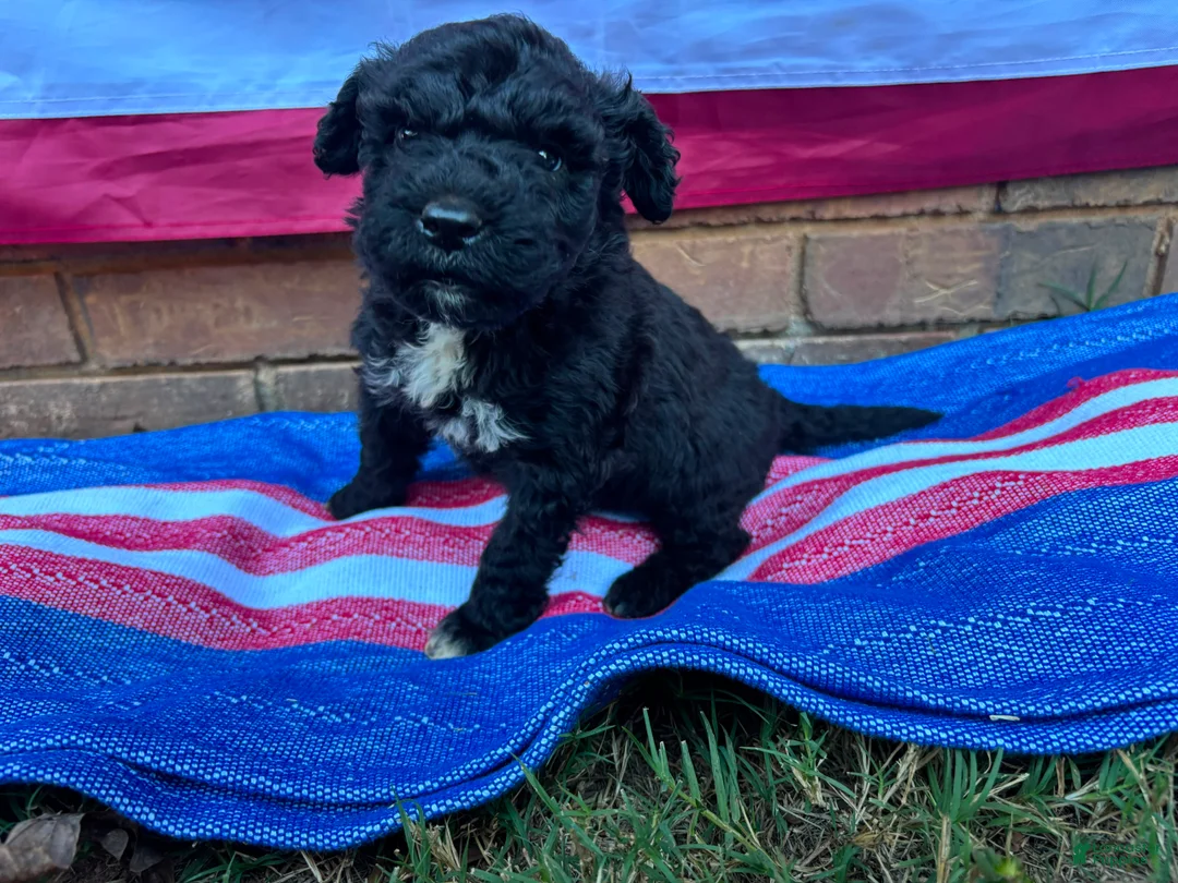 Portuguese Water Dog dogs for sale: Ollie - Ad 1