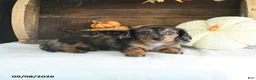 Miniature Dachshund dogs for sale: Zeke - Ad 3