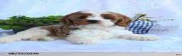 Cavapoo dogs for sale: Mikah - Ad 4
