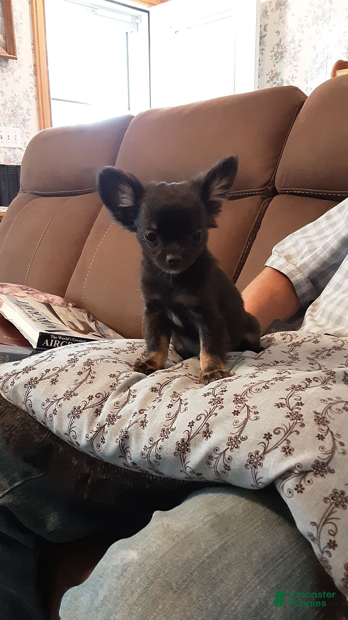 Chihuahua dogs Chihuahua 3 - Ad 35