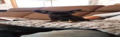Chihuahua 3