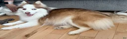 Pomsky dogs for sale: Rosalind - Ad 5