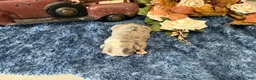 English Bulldog dogs for sale: Lola (lite Merle) - Ad 4
