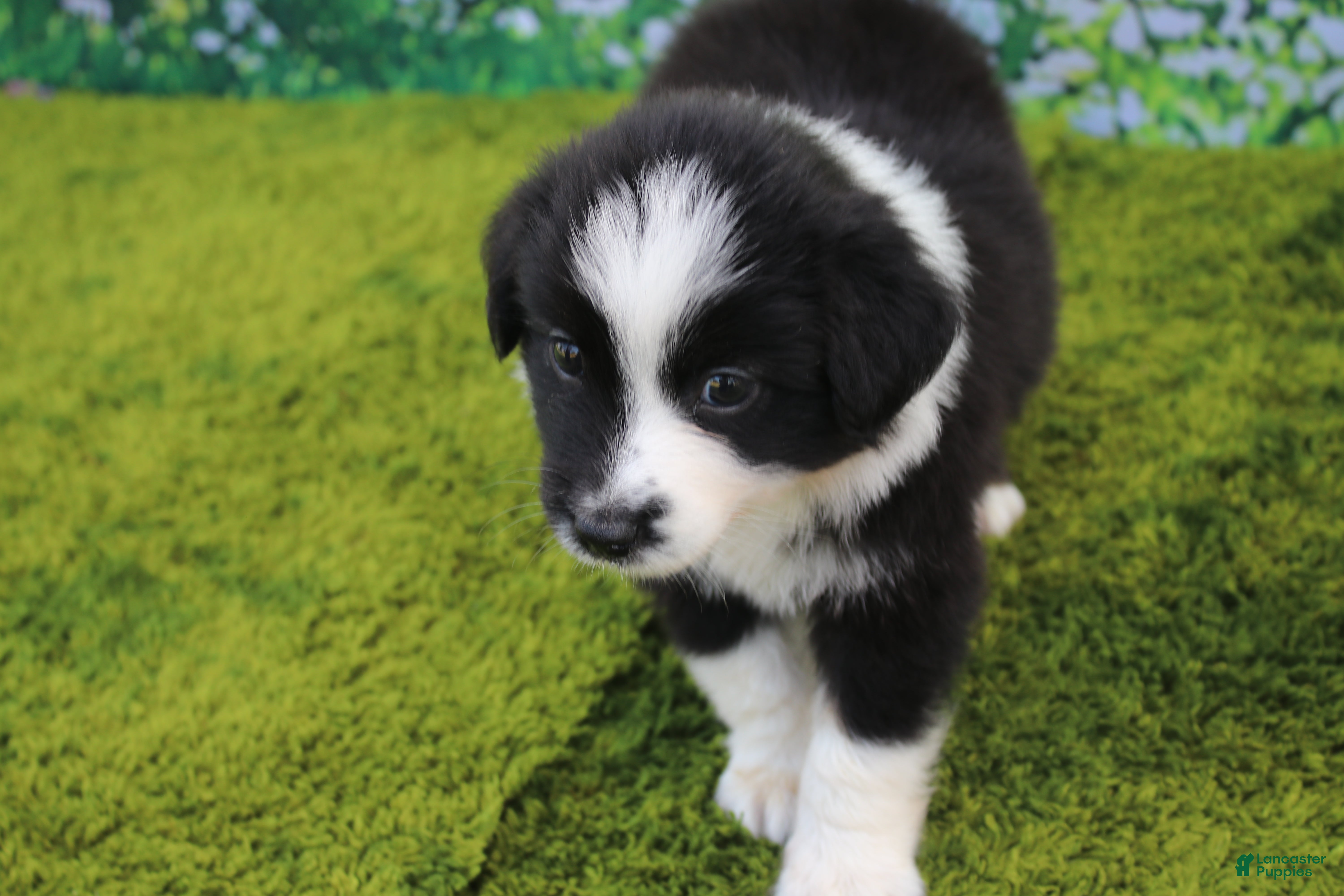 Australian Shepherd dogs Lucky - Ad 29