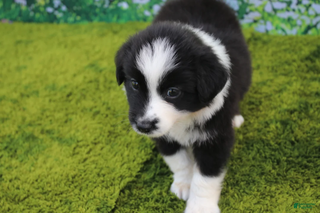 Australian Shepherd dogs for sale: Lucky - Ad 1