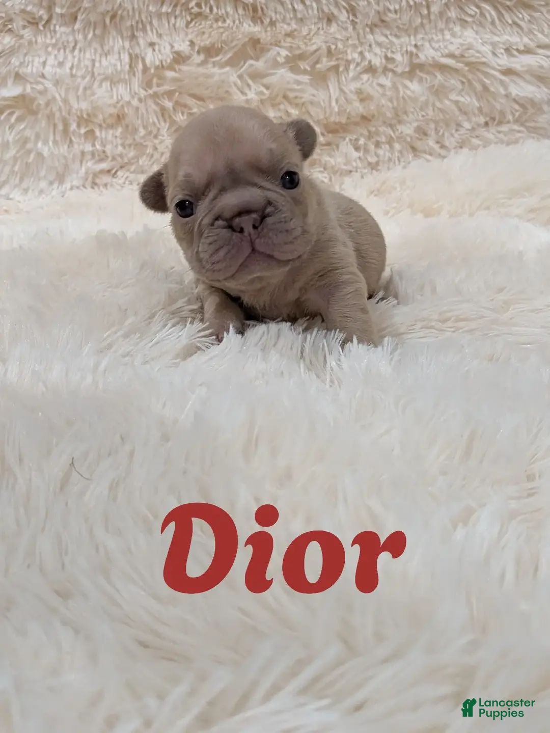 French Bulldog dogs French Bulldog 1 - Ad 19