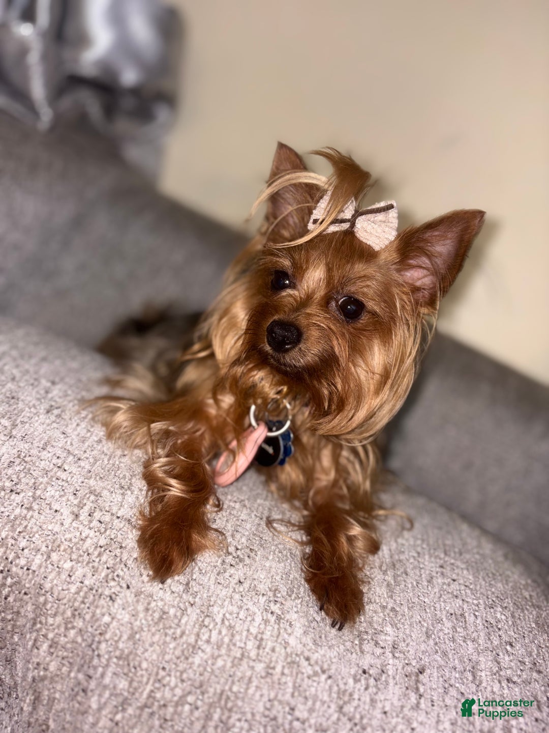 Yorkshire Terrier dogs for sale: Blue  - Ad 4