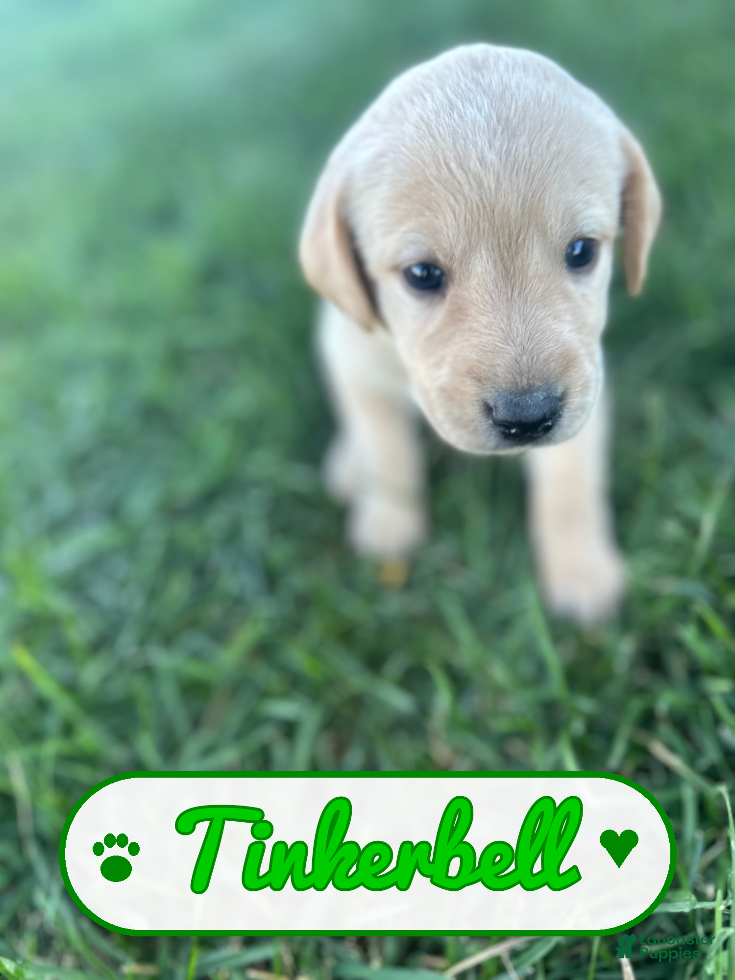 Labrador Retriever dogs Tinkerbell - Ad 14
