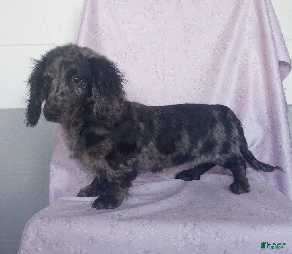 Miniature Dachshund dogs Gracie - Ad 11