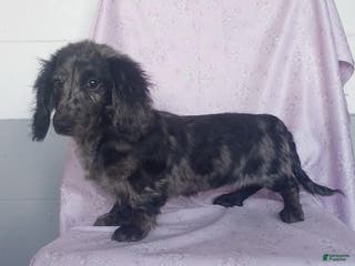 Miniature Dachshund dogs Gracie - Ad 41