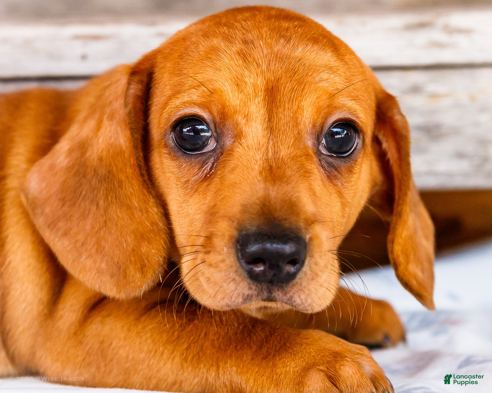 Miniature Dachshund dogs Carter - Ad 2