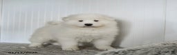 Samoyed dogs for sale: Paxton - Ad 1