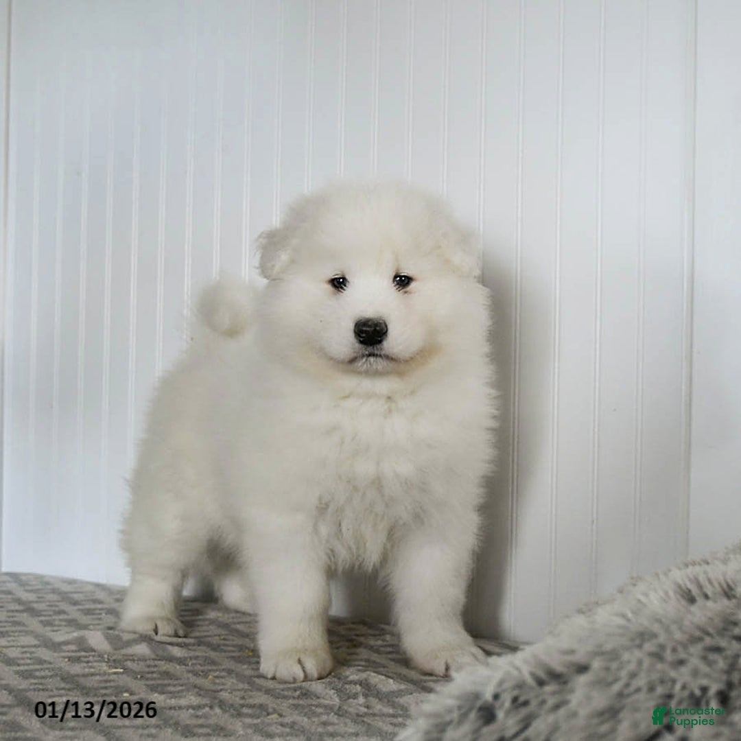 Samoyed dogs for sale: Paxton - Ad 1