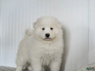 Samoyed dogs Paxton - Ad 3