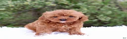 Cavapoo dogs for sale: Mr. Rambo - Ad 1